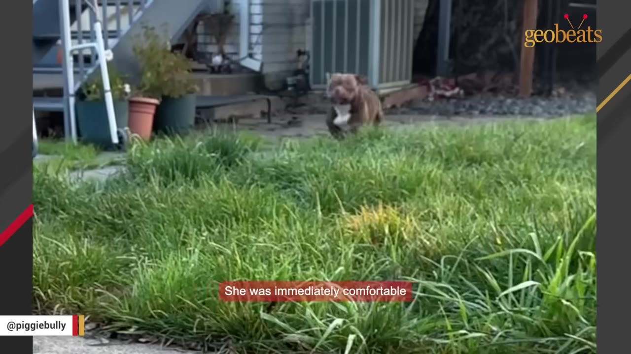 A brown and white dog stands in a grassy yard in front of a house, with a text overlay that reads 'She was immediately comfortable'.