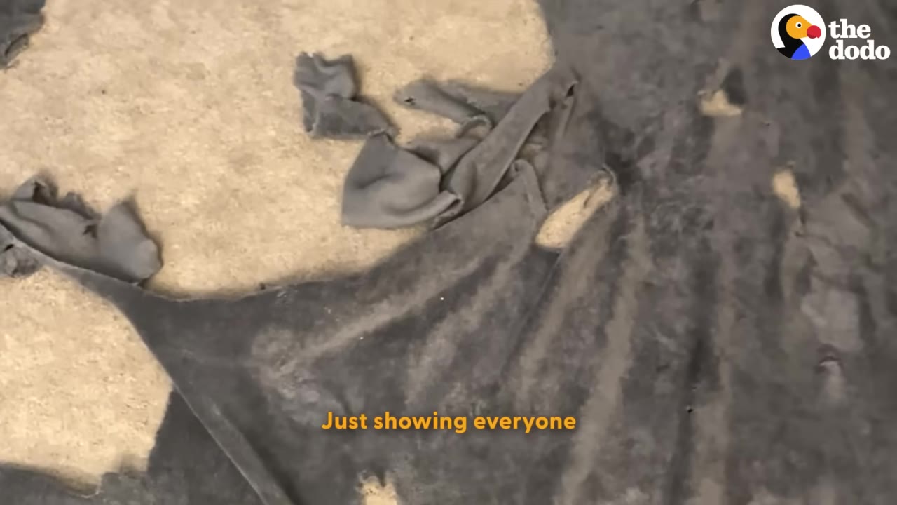 A shredded grey blanket with large holes torn into it lies on a light-colored carpet.
