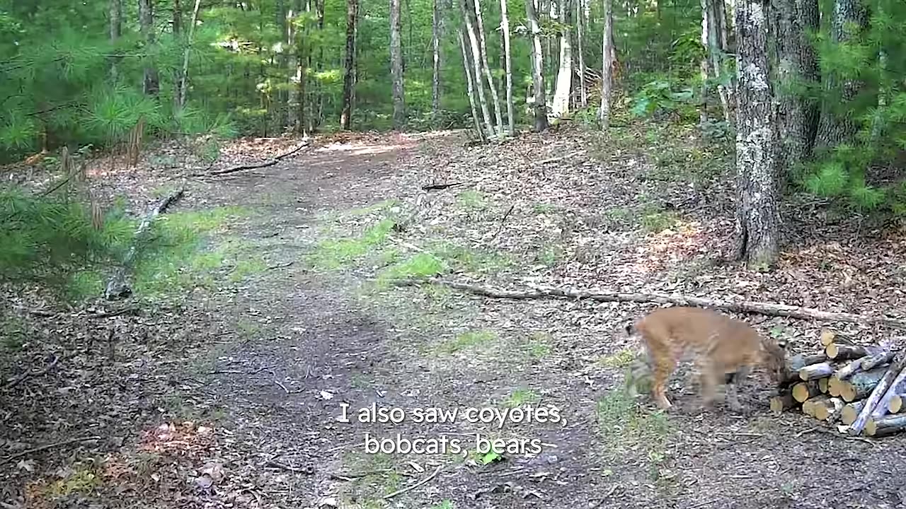A trail camera capture of a bobcat walking near a pile of logs in a wooded forest.