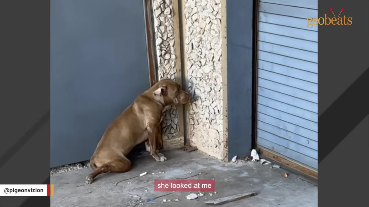A thin brown dog sits on a concrete ground, leaning its head against a stone wall next to a closed door, looking sad and vulnerable.