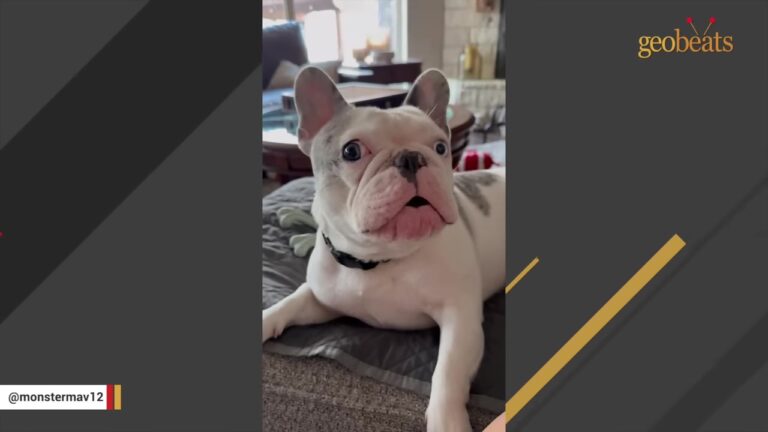 Texas Dog Starts “Singing” To His Owner Until She Realizes He’s Trying To Tell Her Something