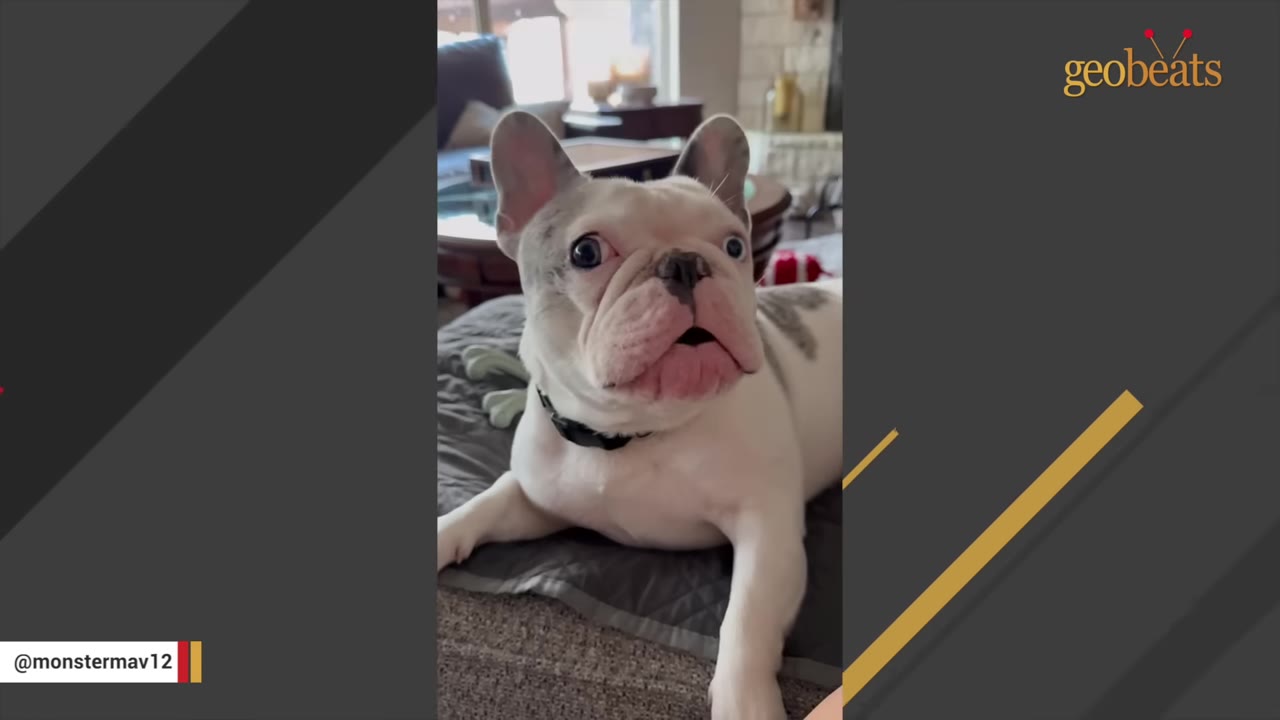 A white and grey French bulldog with blue eyes lies on a grey cushion, looking up with an alert expression and slightly open mouth.