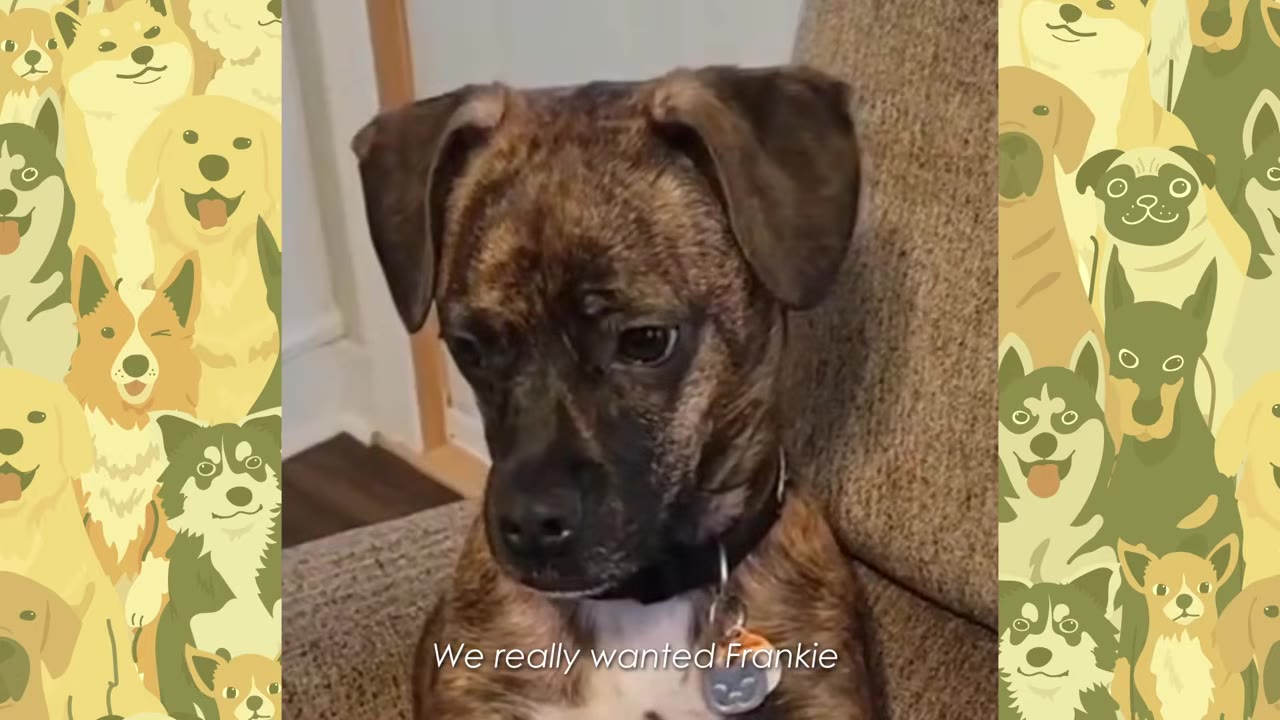 A close-up of a small brindle dog looking down with a sad, anxious expression while sitting on a couch.