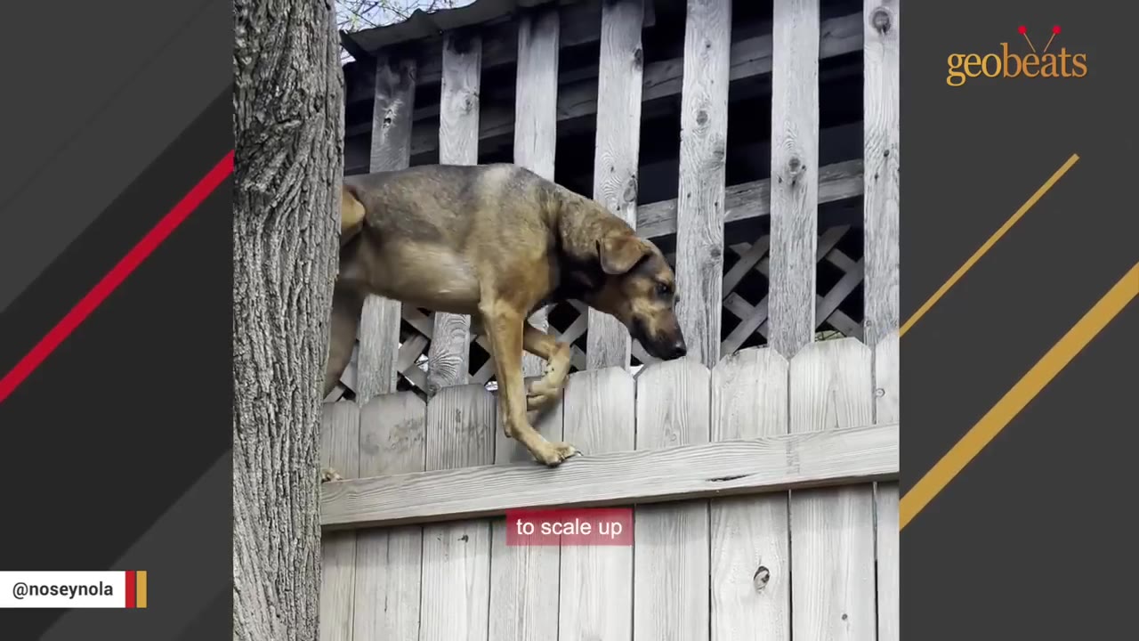 A medium-sized brown dog balances on the narrow top edge of a wooden fence next to a tree trunk.
