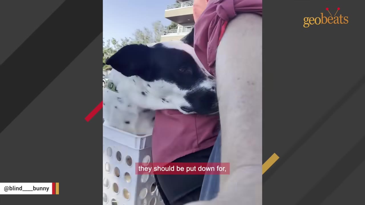 A black and white dog rests its head on a person's arm while sitting inside a white plastic basket.