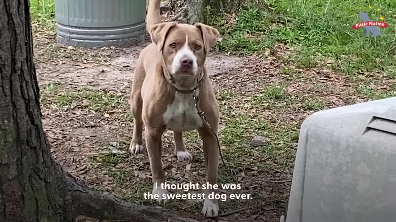 A light brown and white pit bull mix stands outside on a leash, looking directly at the camera with a gentle expression.
