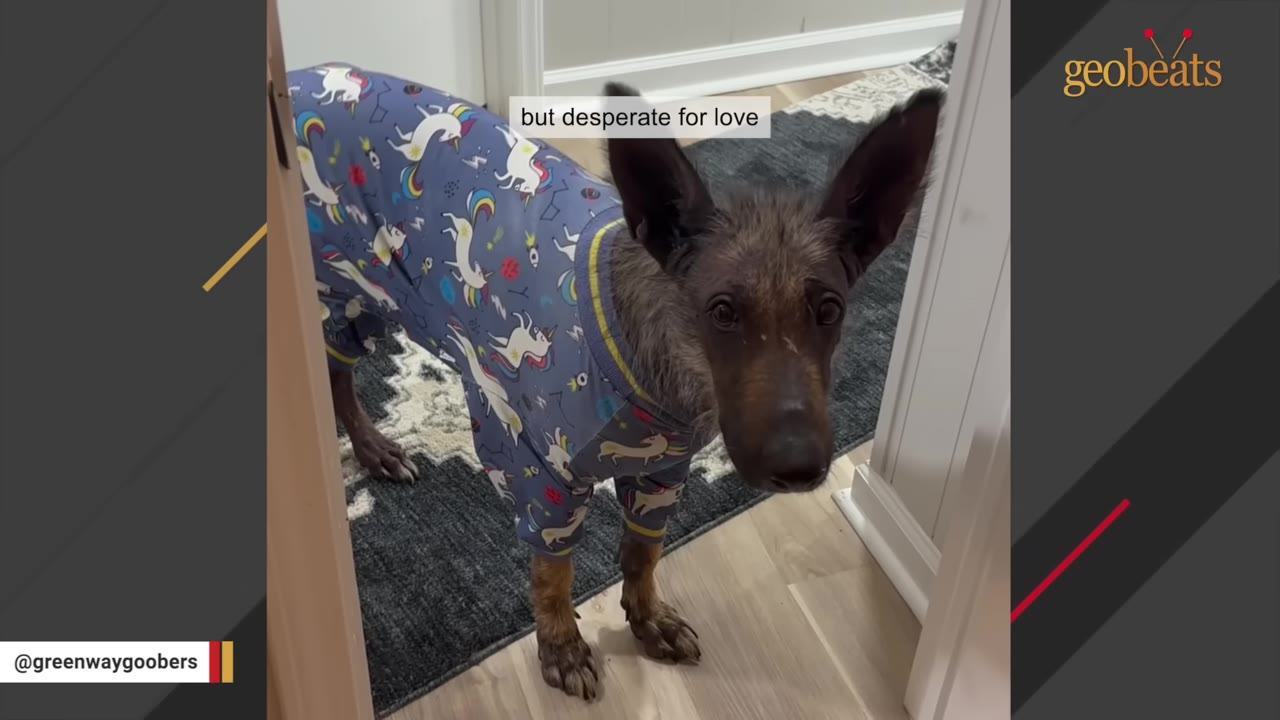 A unique-looking dog with large ears wearing blue unicorn pajamas stands in a hallway looking up with wide eyes.