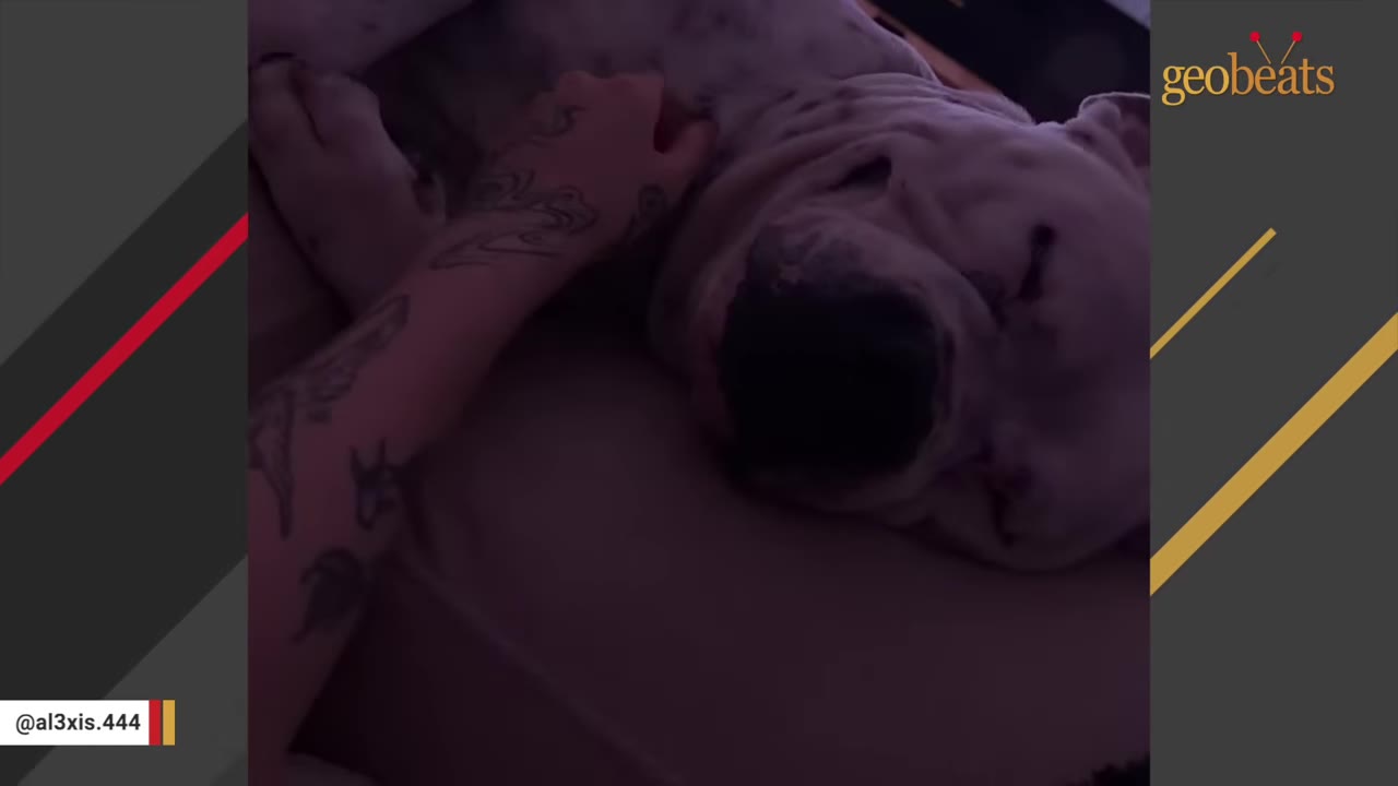 A white dog with black spots sleeping deeply in a dimly lit room while a person with a tattooed arm gently pets him.
