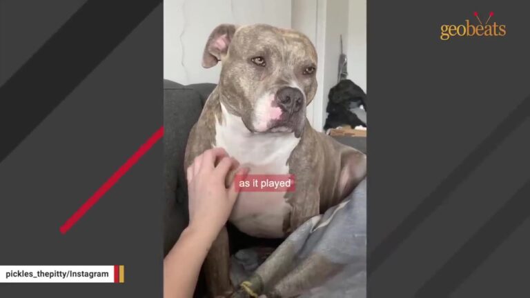 Young New York Dog Was Left Tied To A Pole In A Heat Wave Just After Having Puppies