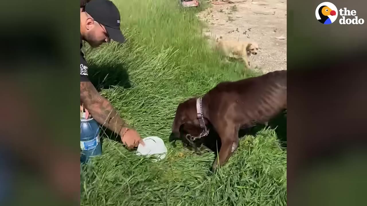 A man in a black cap and t-shirt kneels in tall green grass, placing a white bowl on the ground for a thin, brown dog to eat from.