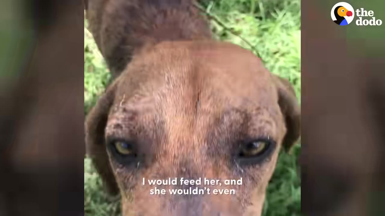 A close-up of a brown dog with skin irritation around its eyes, looking directly at the camera with a sad expression.