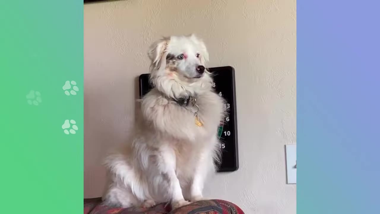 A fluffy white and grey dog with blue eyes sits alertly on the back of a couch indoors.
