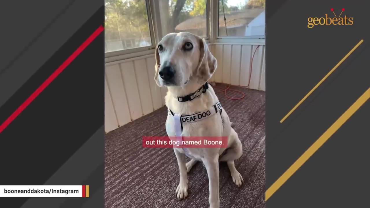 A white dog named Boone with light brown spots sits on an indoor porch wearing a harness that reads 'DEAF DOG'.