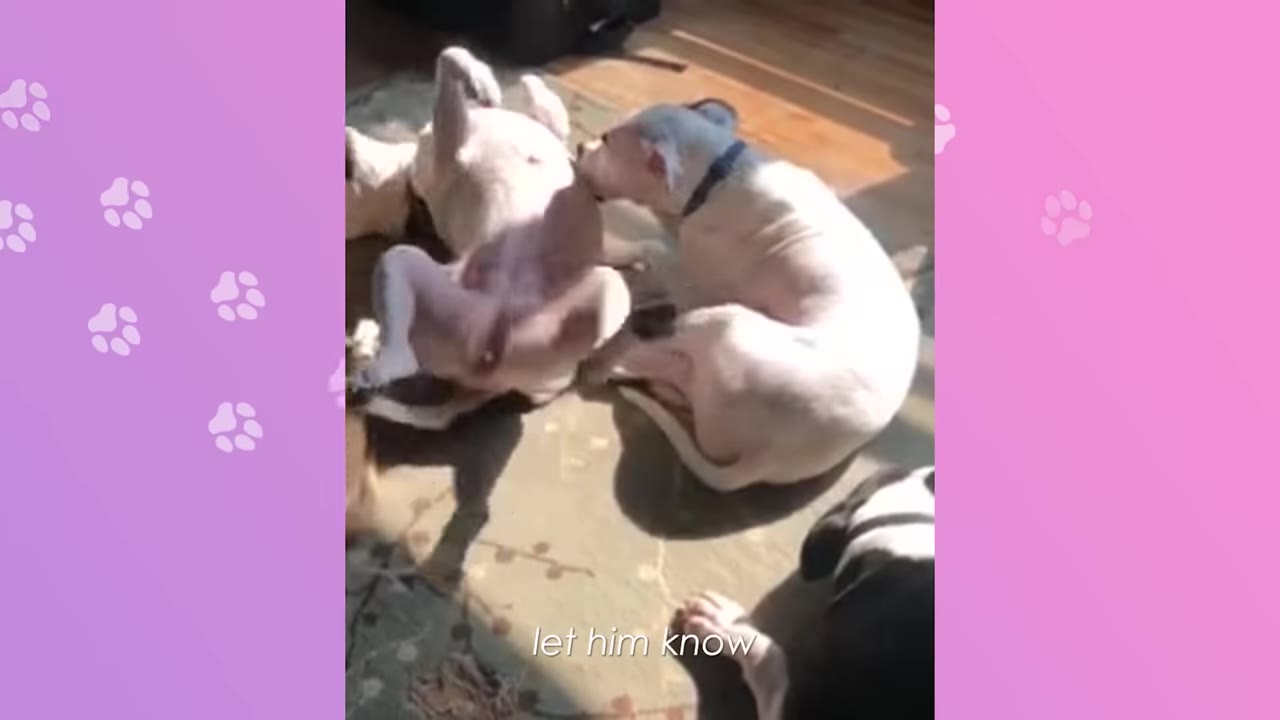Two white dogs on a rug indoors, with one dog lying on its back with its paws in the air while the other dog sits beside it.
