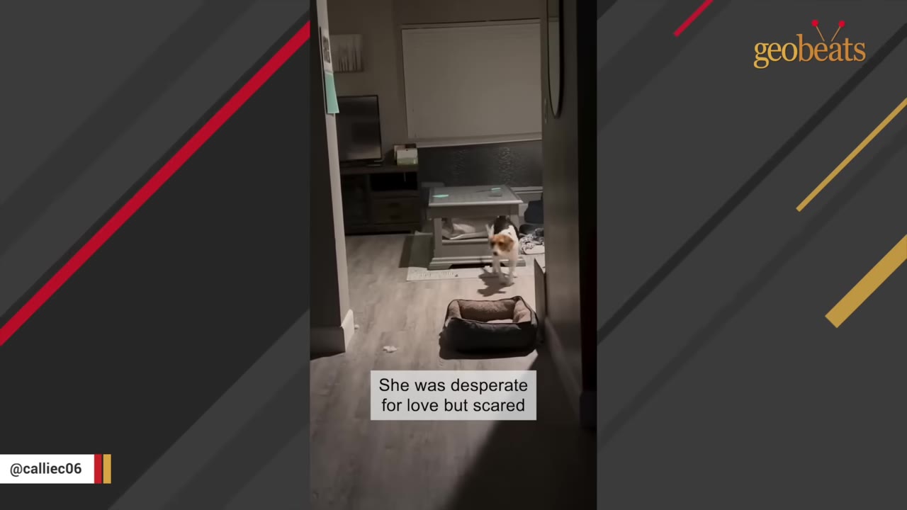 A small beagle-like dog stands hesitantly in a living room next to a dog bed, looking towards the camera.