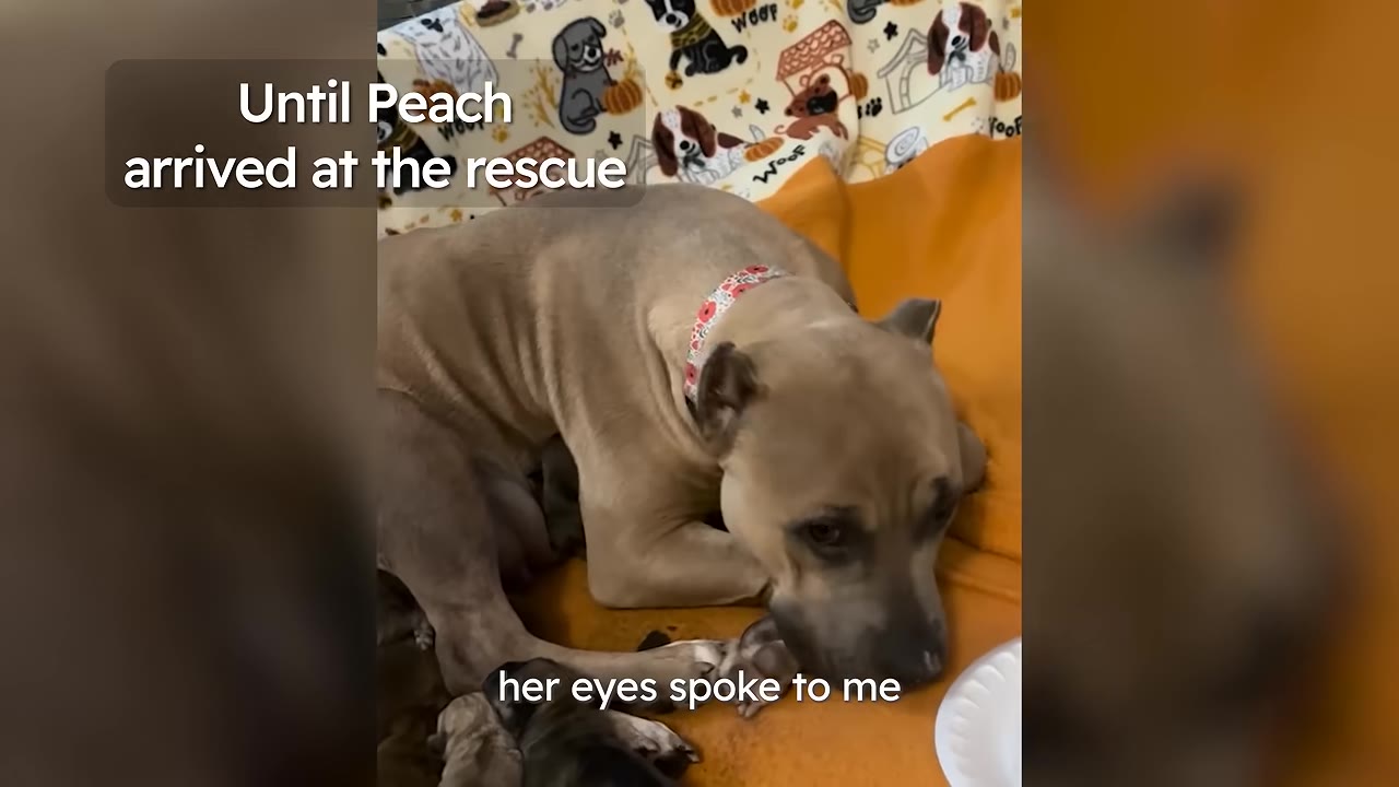 A tan dog with a floral collar lying down with her puppies, looking directly forward with expressive eyes.