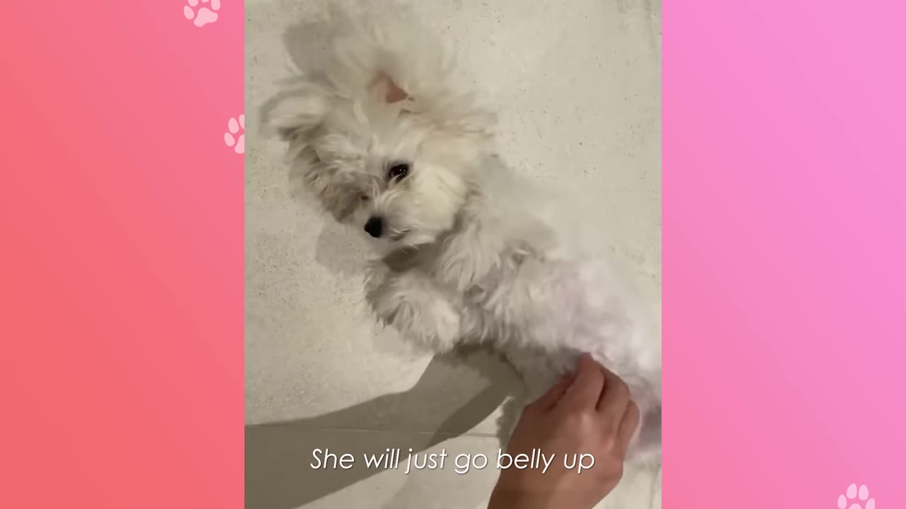 A small, fluffy white dog lies on its back on a light-colored floor, looking up while a hand gently rubs its belly.
