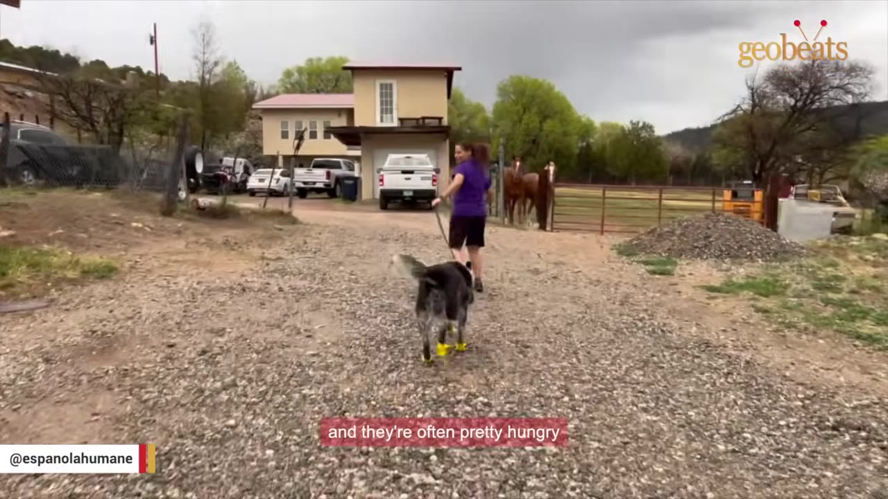 A dog wearing yellow boots runs down a gravel driveway next to a person in a purple shirt.