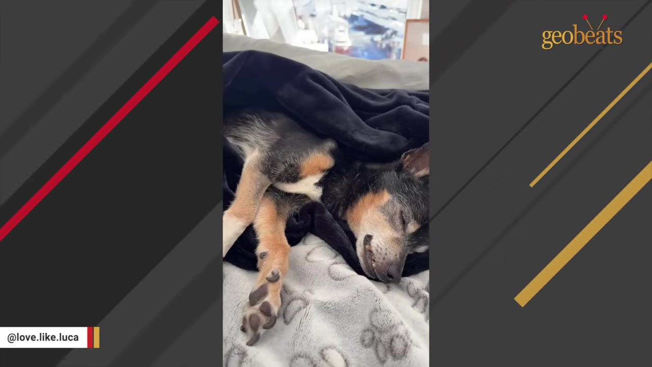 A small black and tan dog sleeping peacefully under a dark blanket on a patterned bed.