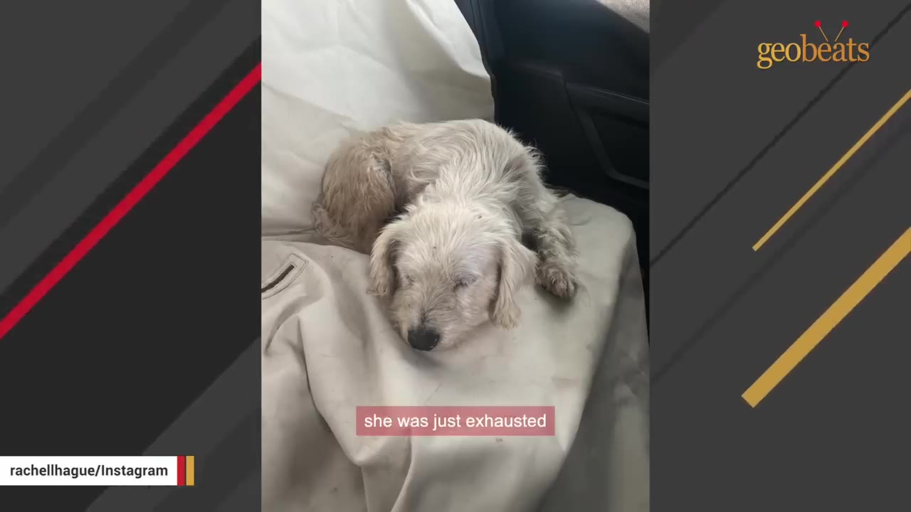 A small, scruffy white dog lies curled up on a white sheet inside a vehicle, resting with its eyes closed.