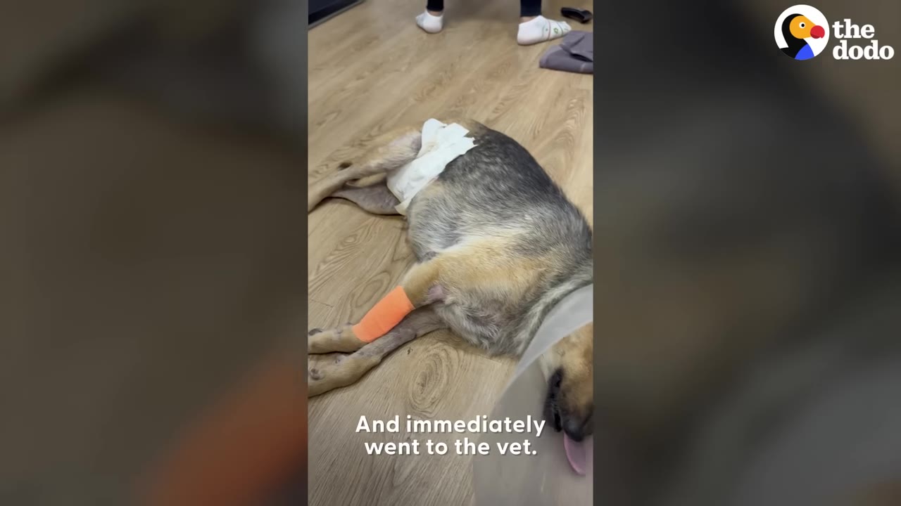 A medium-sized dog with a bandage on its front leg and a protective cone around its neck lies on a wooden floor.