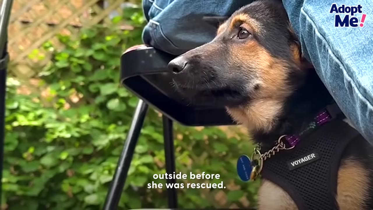 A close-up profile of a German Shepherd puppy wearing a black harness, looking up attentively while sitting next to a person in blue jeans.