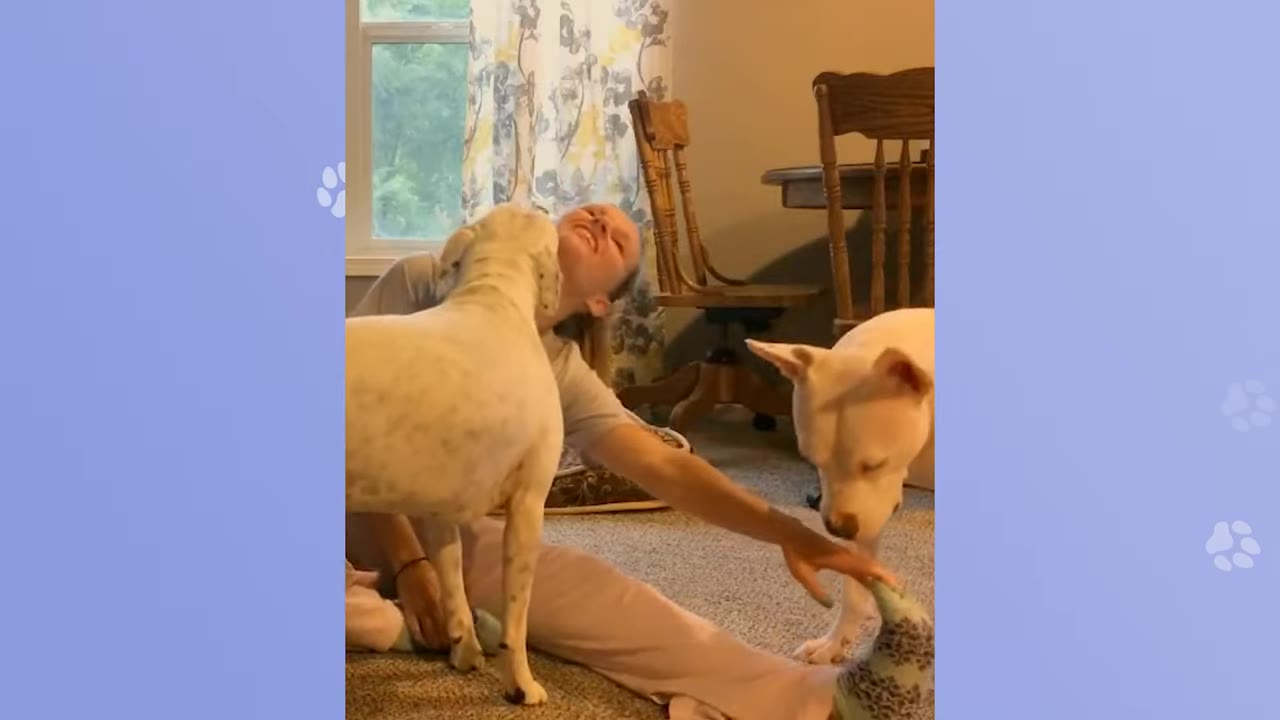 A woman sits on the floor smiling as she interacts with two white dogs in a living room.