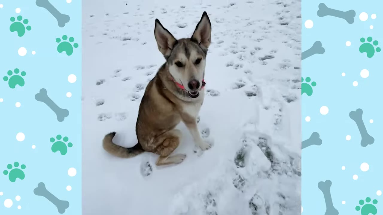A medium-sized brown and white dog with large, pointed ears sits calmly in the snow, looking directly at the camera.