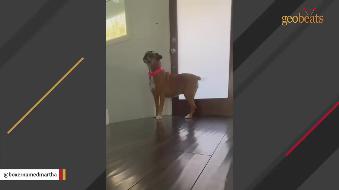 A brown boxer dog wearing a pink collar stands on a dark wood floor, looking up towards a glass door.