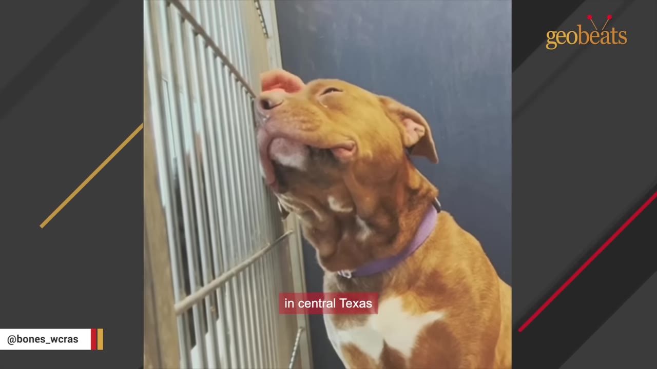 A brown and white dog with a purple collar happily leans its head against the metal bars of its kennel to receive a gentle pet on the head.
