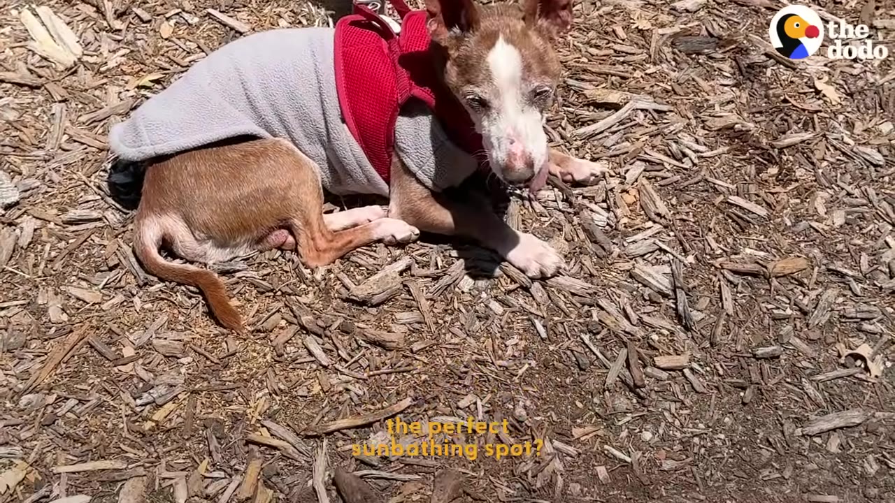 A senior brown and white dog wearing a grey sweater and red harness lies down on a bed of wood chips in the sun.