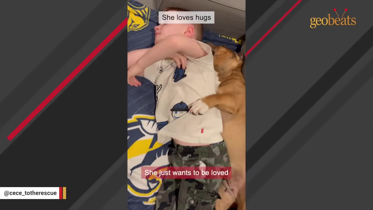A brown and white dog cuddles and hugs a young boy lying down on a bed.