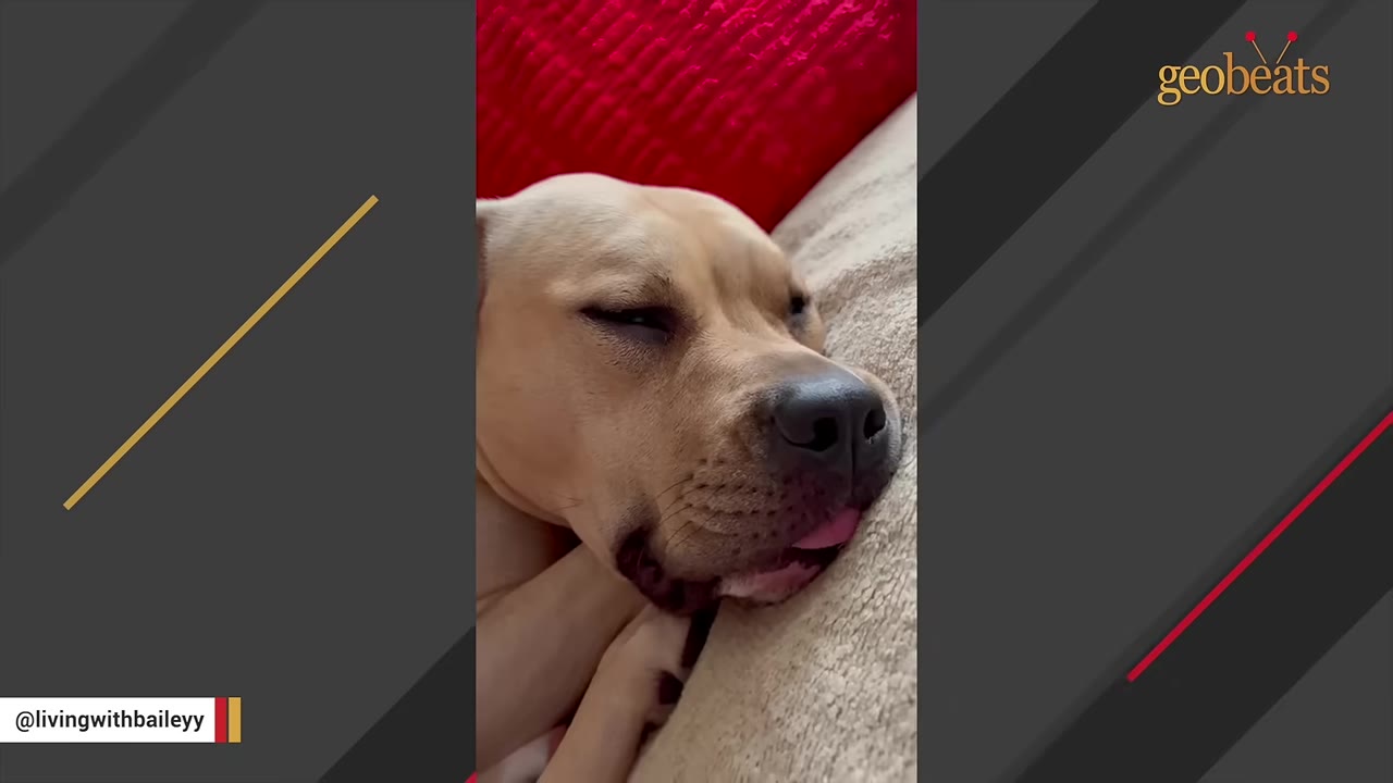 A tan dog sleeping peacefully on a beige couch with its tongue slightly sticking out.