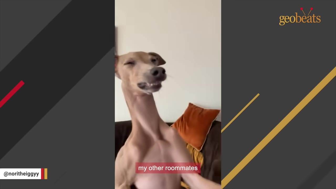 A slender brown Italian Greyhound sits on a couch, making a funny face with bared teeth and squinted eyes.