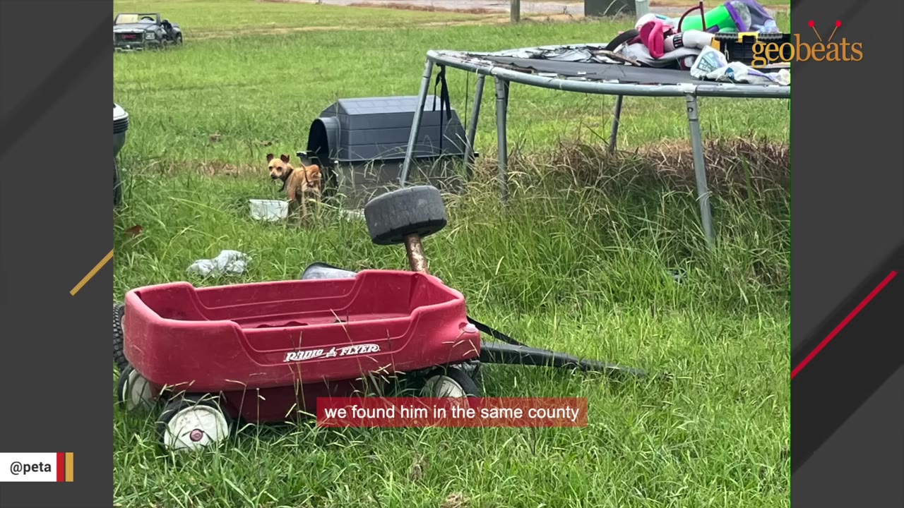 A small brown dog stands in a grassy yard near a plastic doghouse, a red toy wagon, and a trampoline frame.
