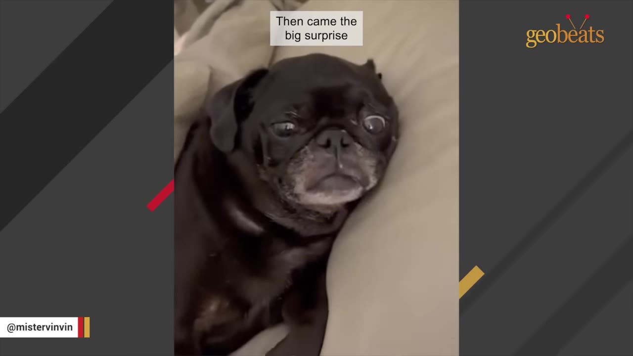 A black pug lying down with wide, startled eyes, looking distressed.