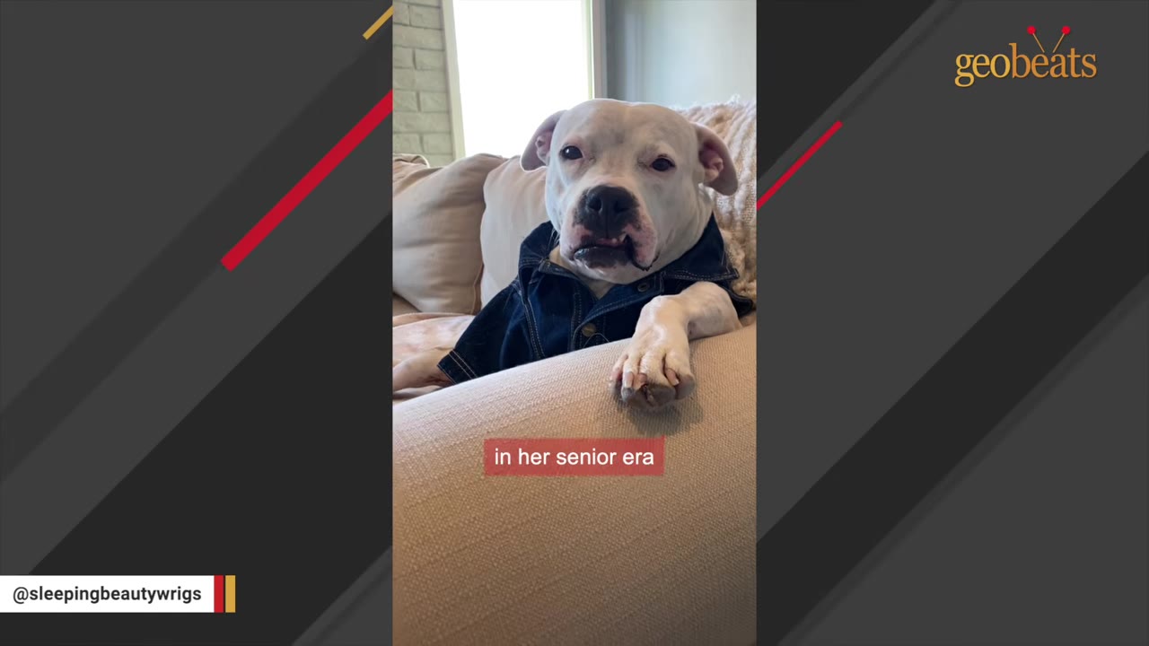 A white senior dog wearing a denim jacket rests comfortably on a light-colored couch indoors, looking directly at the camera.