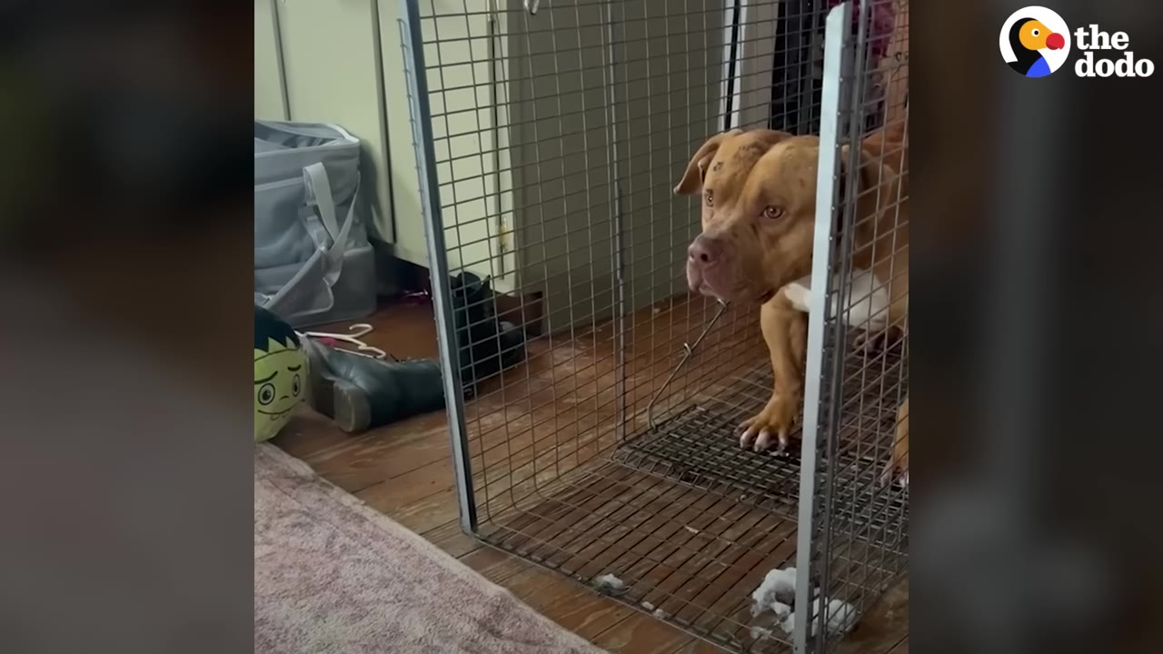 A brown and white dog stands tensely inside a wire crate, looking out with wide, fearful eyes.