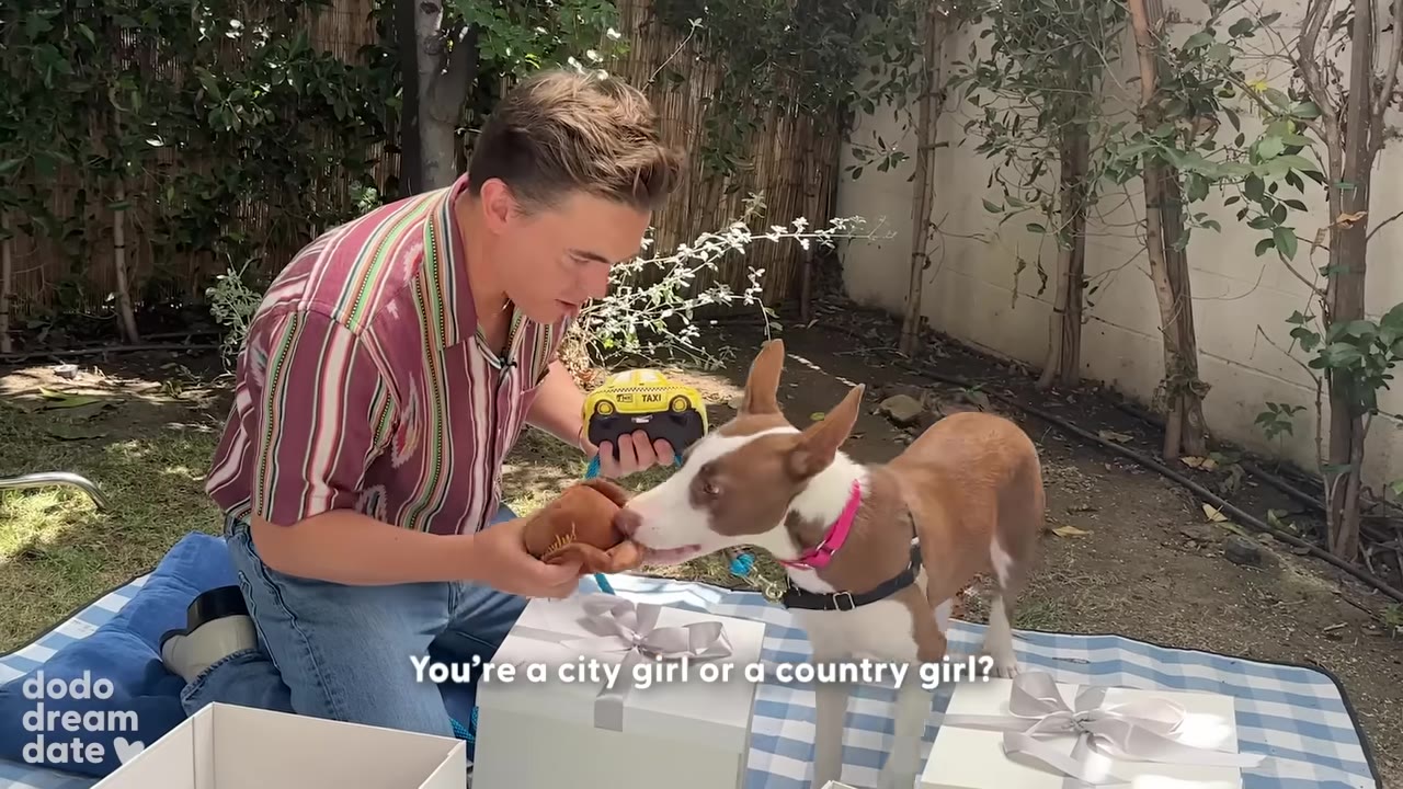 A man in a striped shirt sits on a picnic blanket next to a brown and white dog, holding a yellow toy taxi and a brown plush toy for the dog to sniff.