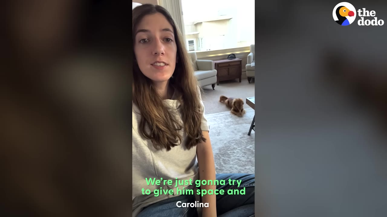 A woman sits on the floor in the foreground while a small brown dog lies down at a distance in the background, with subtitles reading 'We're just gonna try to give him space and'.