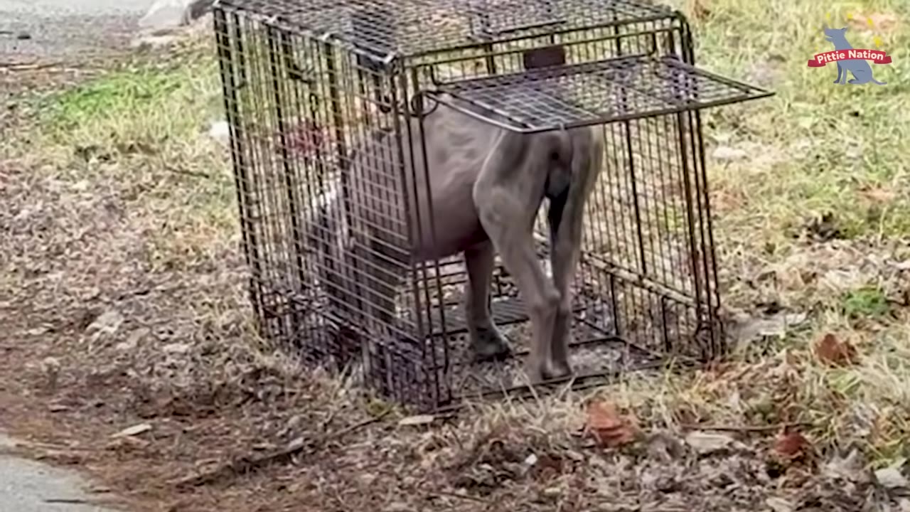 A grey dog stands inside a wire cage trap set on a grassy patch of ground.