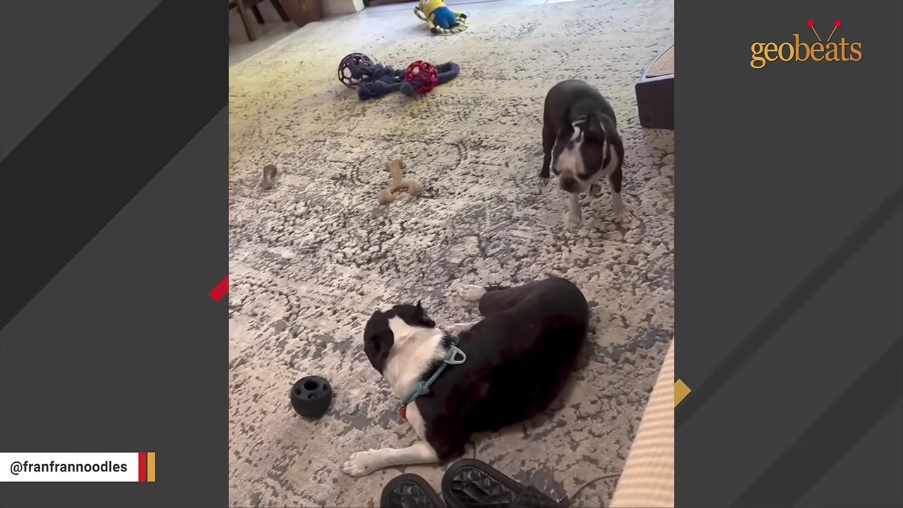 Two Boston Terriers on a patterned rug surrounded by dog toys, with one dog lying down and the other standing alertly.