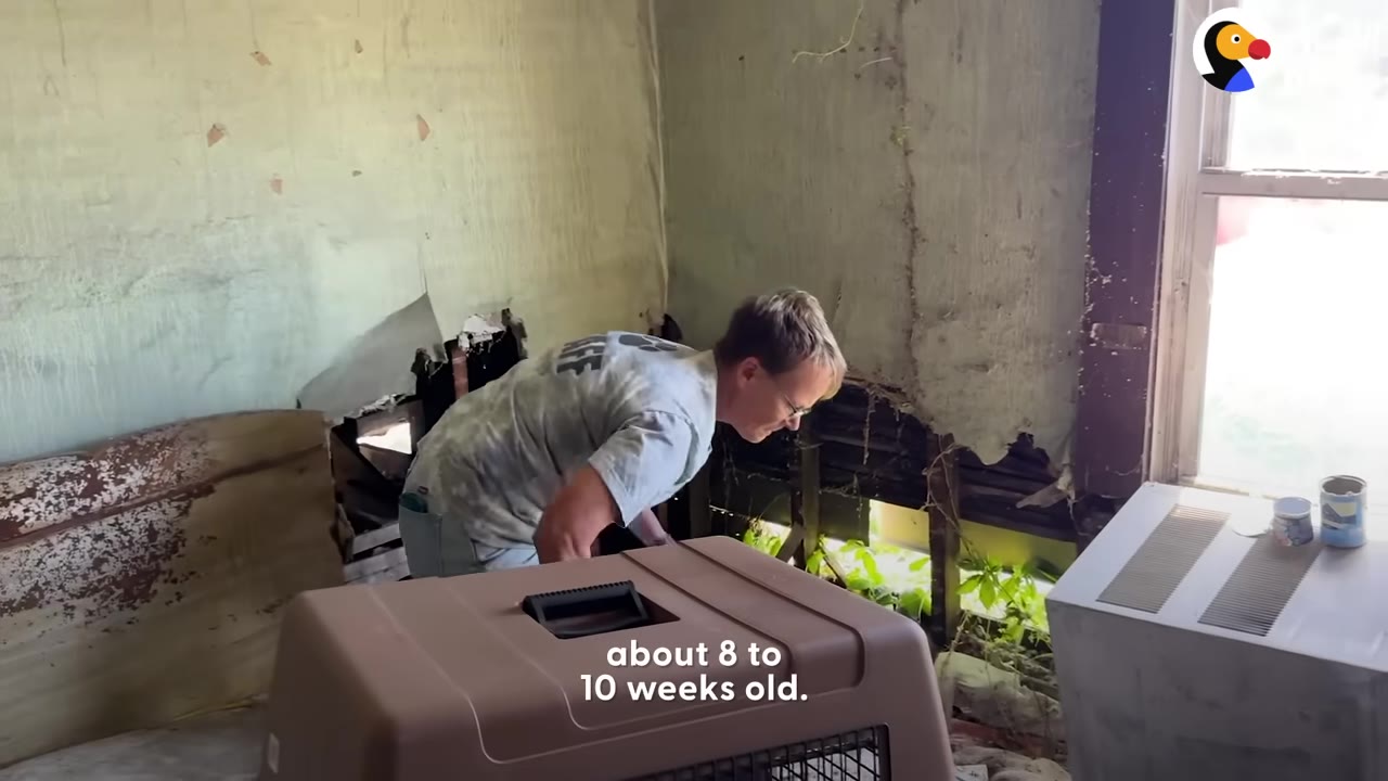 A rescuer in a grey shirt leans forward to look into a hole in a damaged wall inside a room, with a brown pet carrier in the foreground.