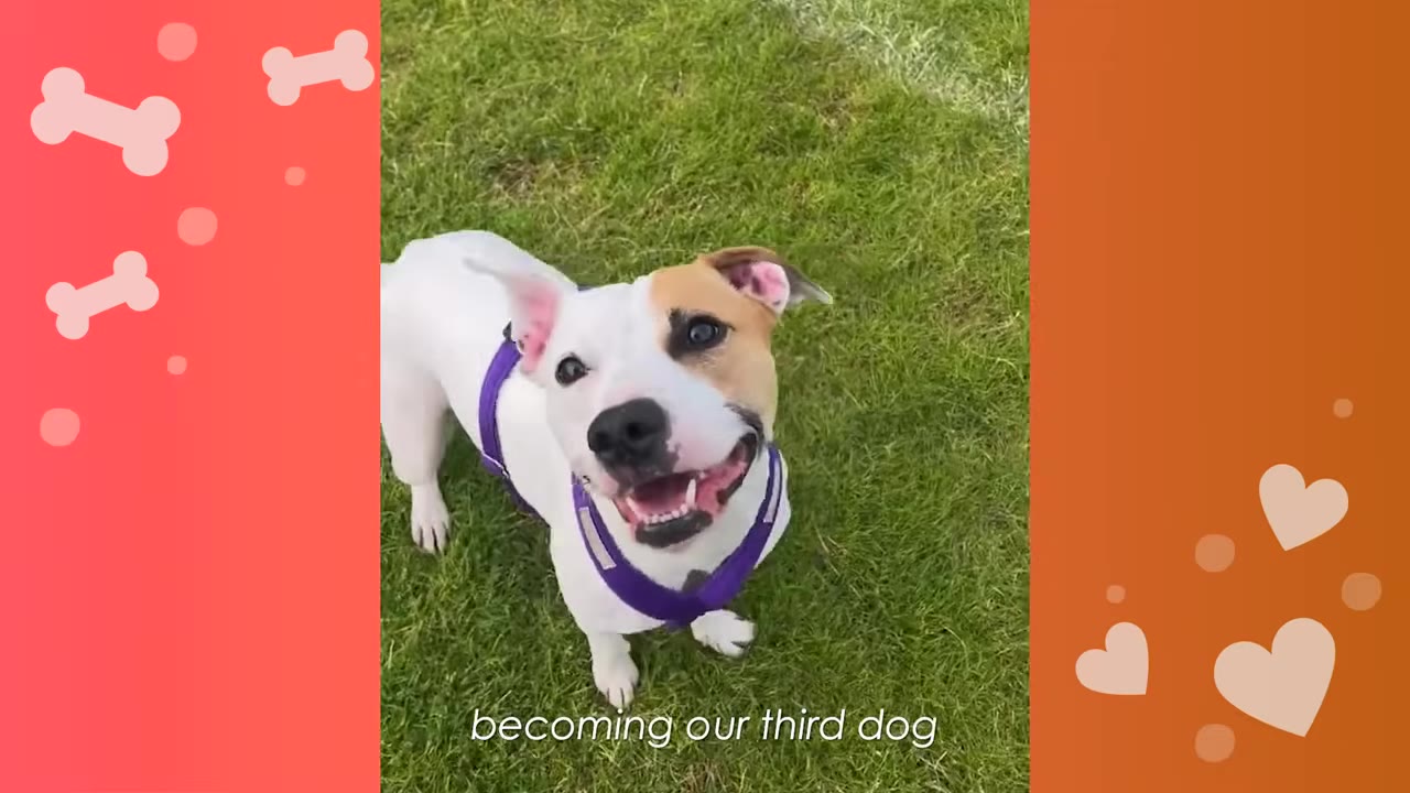 A happy white and brown dog wearing a purple harness stands on green grass, looking up at the camera with an open mouth.
