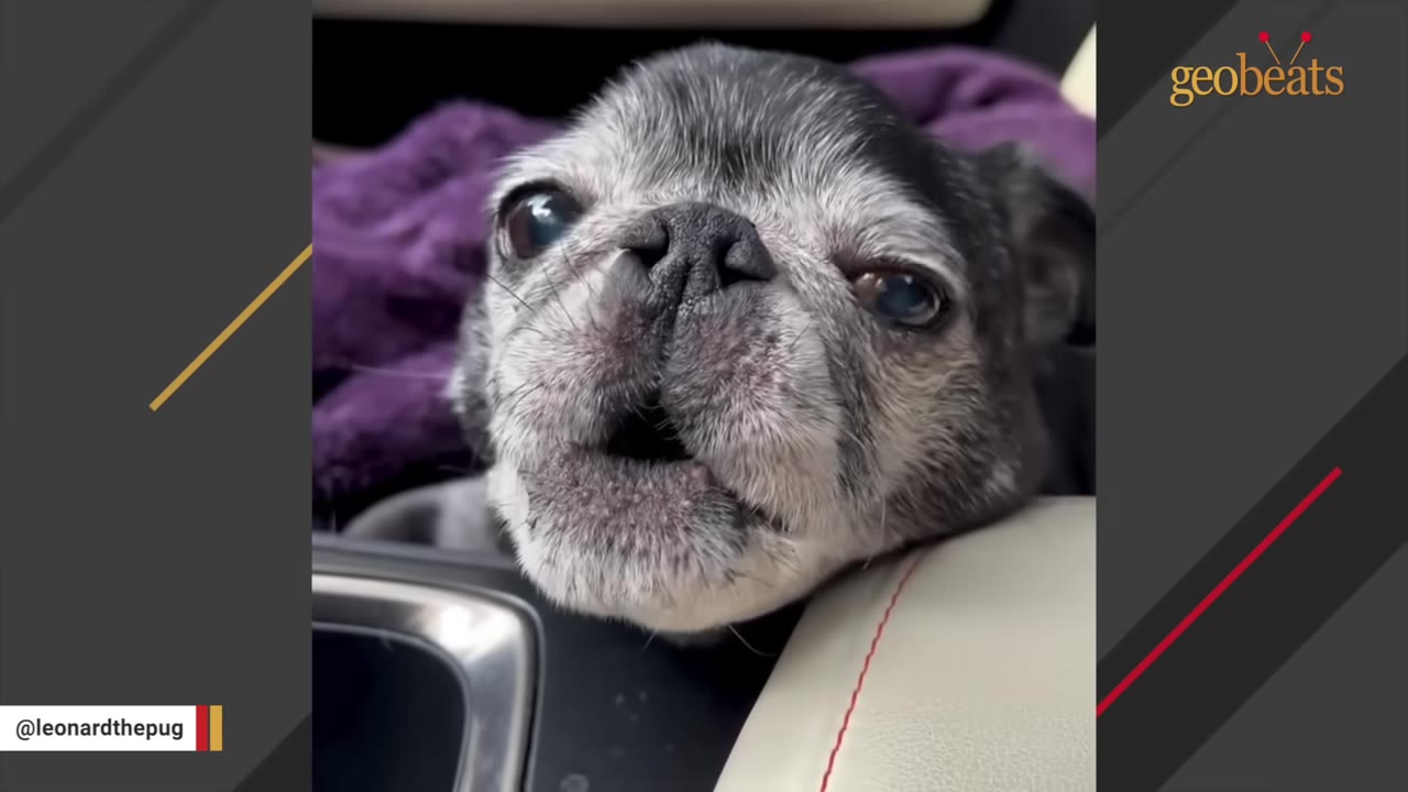 A close-up shot of an elderly black and grey pug vocalizing with its mouth open while resting in a car.
