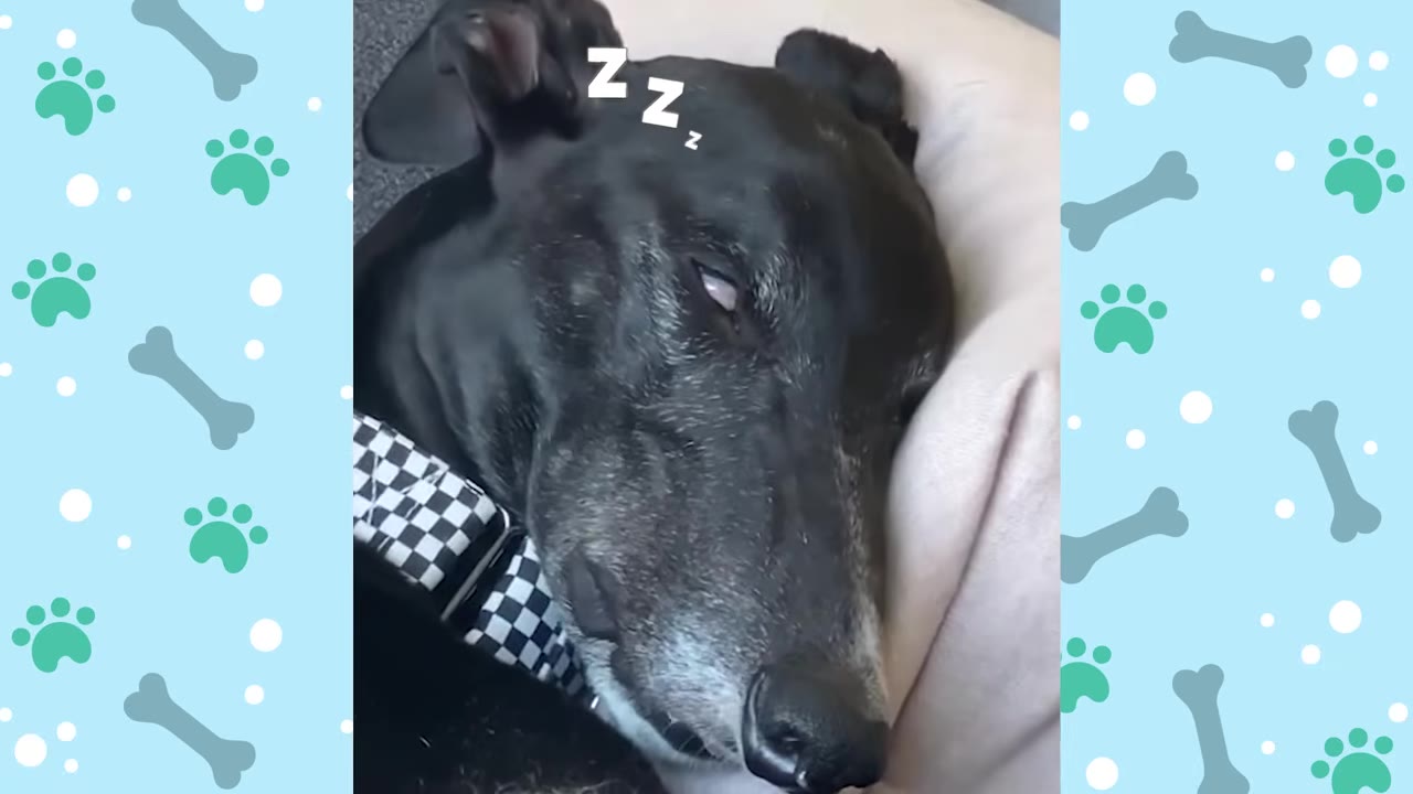 A close-up of a black greyhound sleeping peacefully on a light-colored cushion, with cartoon 'Zzz' letters above its head.