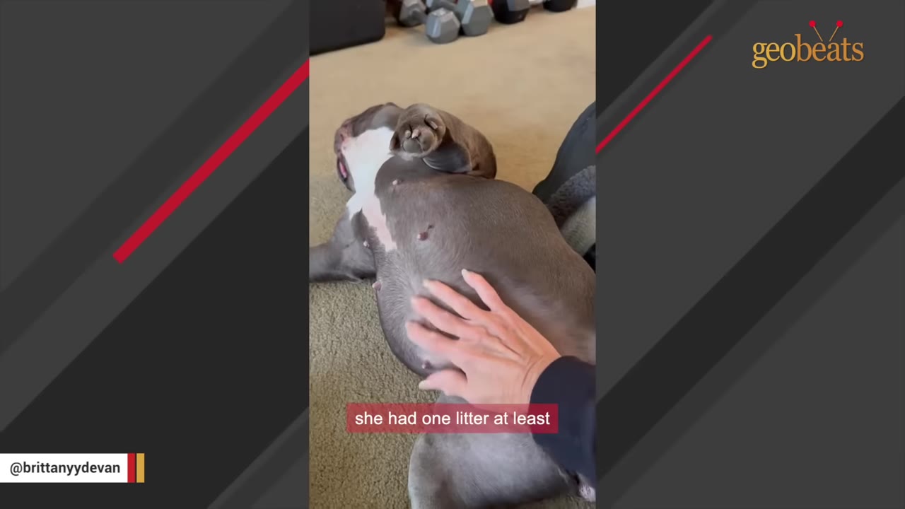 A gray dog lies on its back on a carpeted floor while a person's hand gently touches its belly, showing prominent nipples.