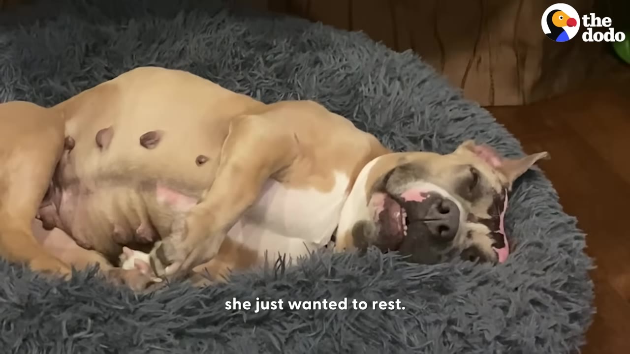 A tan and white dog sleeping deeply on its back in a fluffy grey dog bed.