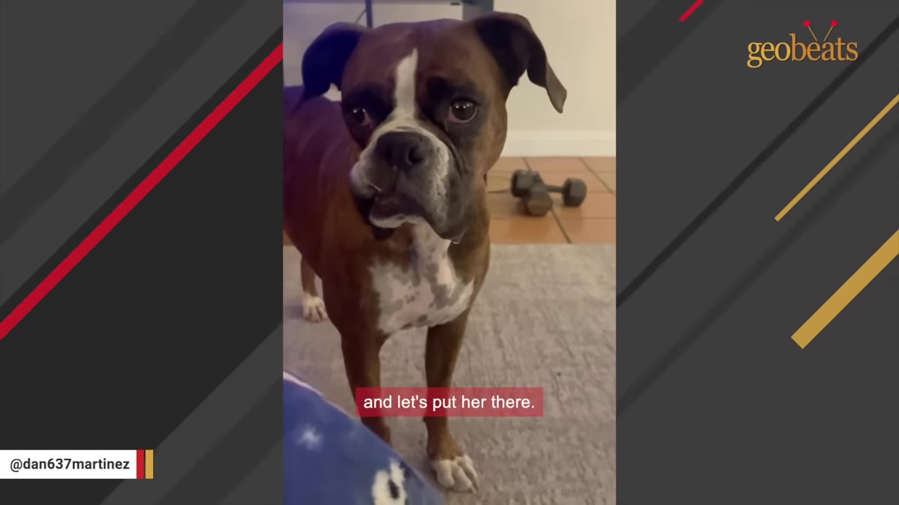 A brown and white boxer dog stands indoors on a rug, looking towards the camera with a hesitant, wide-eyed expression.