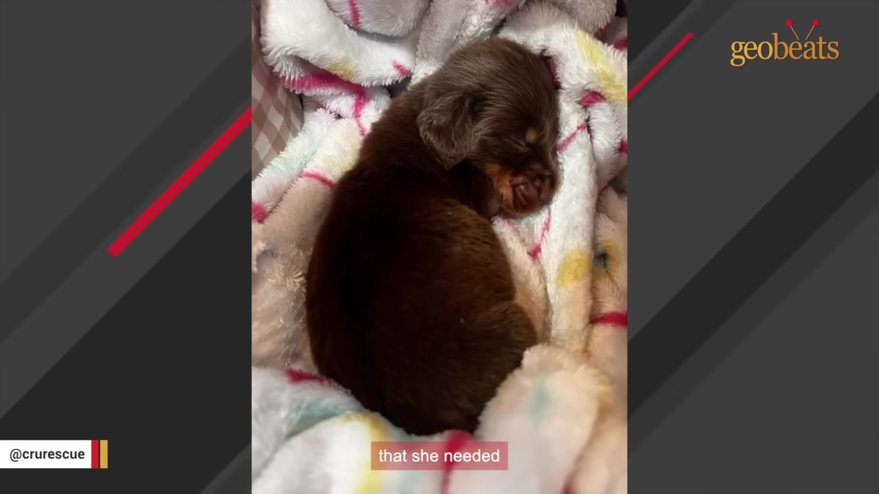 A tiny, brown newborn puppy curled up asleep on a soft, white and pink patterned blanket.